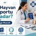 Evcil Hayvan Pasaportu Ne Kadar? Çip ve Belge Masrafı