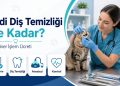 Kedi Diş Temizliği Ne Kadar? Veteriner İşlem Ücreti
