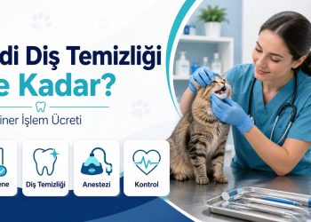 Kedi Diş Temizliği Ne Kadar? Veteriner İşlem Ücreti