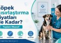 Köpek Kısırlaştırma Fiyatları Ne Kadar? Toplam Masraf